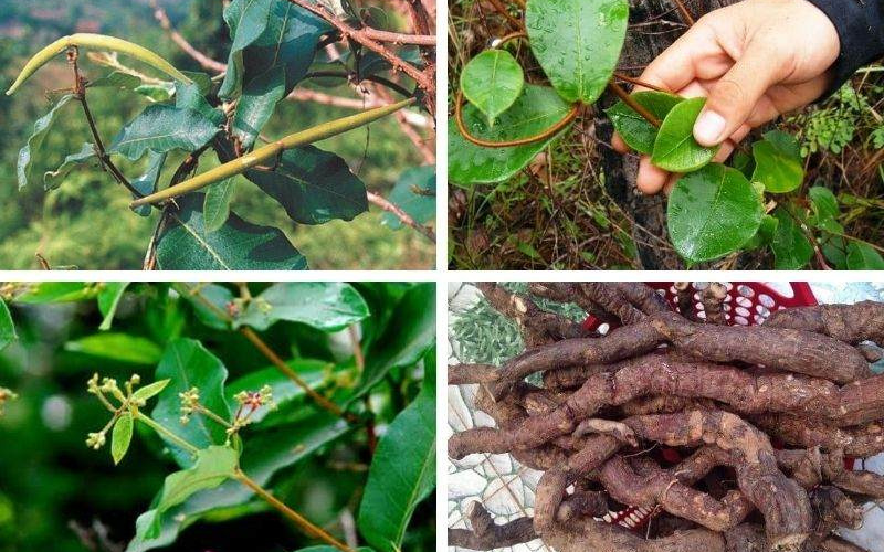 Đặc điểm của cây hà thủ ô trắng